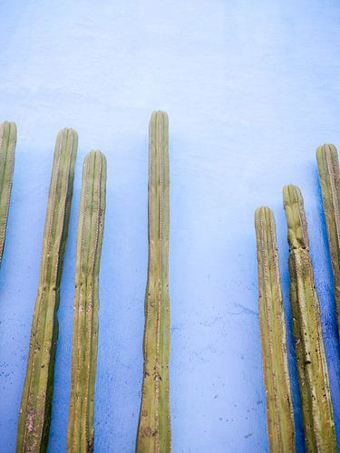 Cactussen tegen Blauwe Muur in Oaxaca van Raisa Zwart Reisfotografie Prints