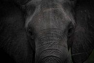 Elephant, Africa, Wildlife, Nature, by Theo van Woerden thumbnail