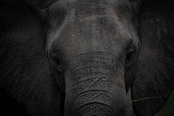 Elefant, Afrika, Wildtiere, Natur, von Theo van Woerden