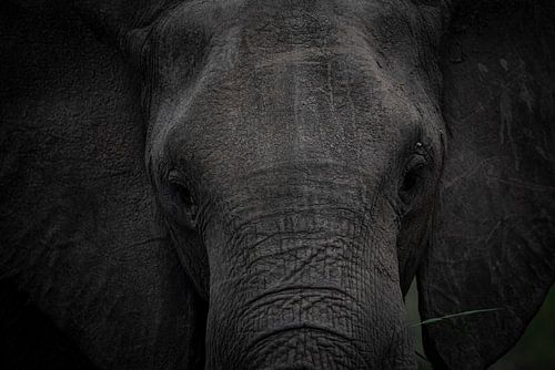 Elefant, Afrika, Wildtiere, Natur,