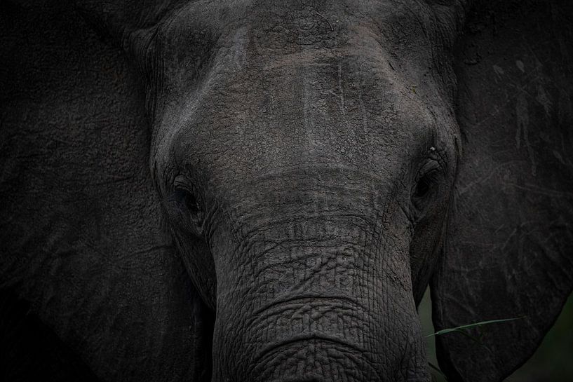 Elephant, Africa, Wildlife, Nature, by Theo van Woerden