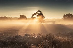 Harpes solaires sur la lande - Echtenerzand
