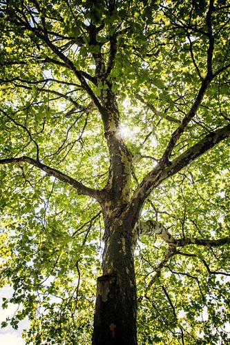 Fresh green by Jan van der Knaap