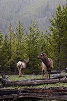 Deer in the woods | Yellowstone National Park | Wyoming | America