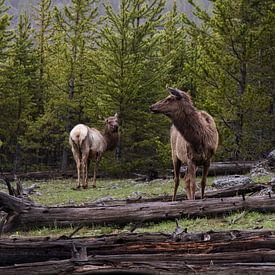 Hirsche im Wald | Yellowstone National Park | Wyoming | Amerika von Kimberley Helmendag