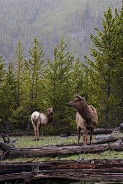 Herten in het bos | Yellowstone National Park | Wyoming | Amerika van Kimberley Helmendag