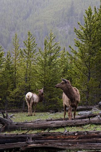 Deer in the woods | Yellowstone National Park | Wyoming | America
