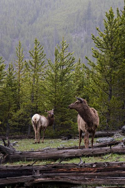 Deer in the woods | Yellowstone National Park | Wyoming | America by Kimberley Helmendag
