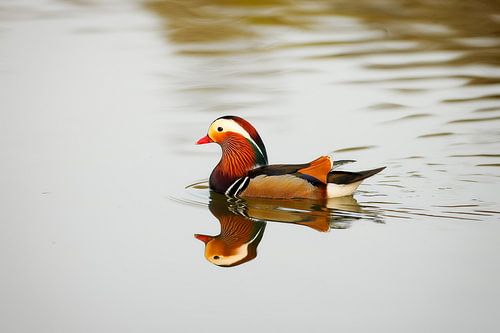 Mandarijn Eend