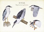 Kwak par Jasper de Ruiter Aperçu