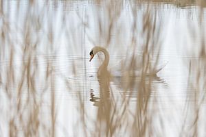 Cygne blanc