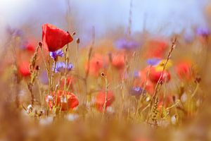 Ronde des fleurs sur Sabine Böke-Bergau