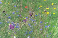 Distelfinken inmitten der Blumen