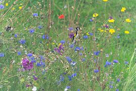 Distelvinken tussen de bloemen van E Picqtures