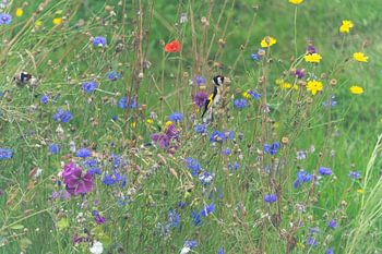 Distelvinken tussen de bloemen