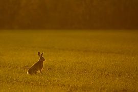 Hare in the last light by Danny Slijfer Natuurfotografie