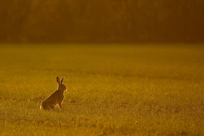 Hase im letzten Licht von Danny Slijfer Natuurfotografie