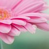 Gerbera van Ina Bloemendal