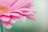 Gerbera