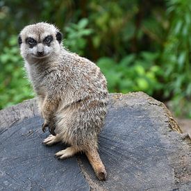 Stokstaartje van Jose Lok