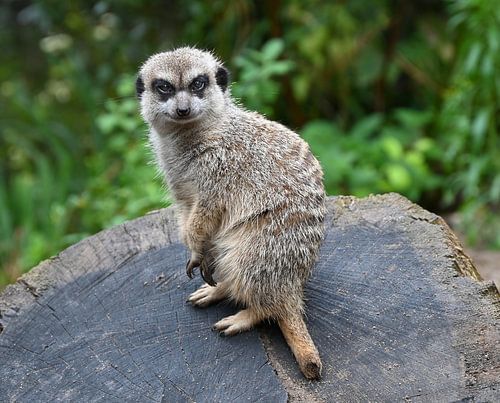 Meerkat