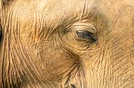 Oog in oog met een olifant van Nicole Nagtegaal thumbnail
