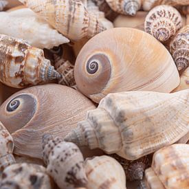 Aspect naturel : mélange de coquillages sur Marjolijn van den Berg