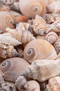 Natuurlijke uitstraling: Mix van schelpen van Marjolijn van den Berg