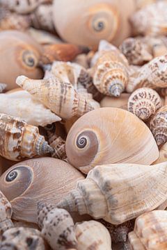 Snail shells by Marjolijn van den Berg