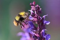 hommel in vlucht