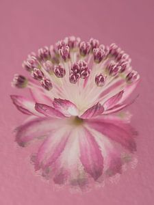 Rosa: Zeeland-Button mit malerischer Spiegelung im rosa Hintergrund