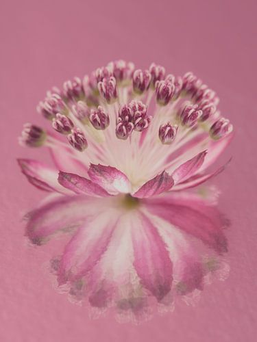 Roze: Zeeuws knoopje met schilderachtige weerspiegeling in de roze ondergrond