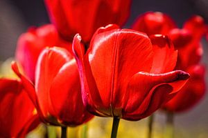 Rode Tulpen van Rob Boon