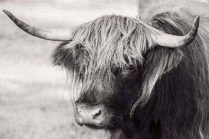 Junger schottischer Highlander-Bulle in Sepia/Schwarz-Weiß-Tönen