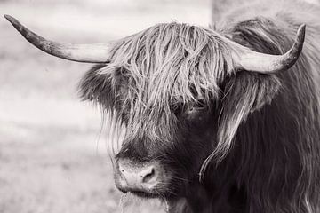 Jonge Schotse Hooglander stier in sepia/zwart wit tinten van KB Design & Photography (Karen Brouwer)