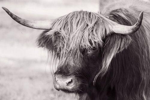 Jonge Schotse Hooglander stier in sepia/zwart wit tinten