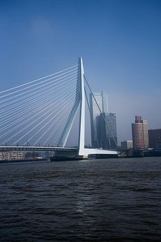 Le Cygne de Rotterdam