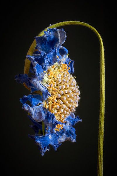 Uitgebloeide Scabiosa van Ad Jekel