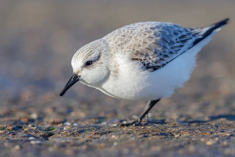 Sanderling von Karin Bijpost