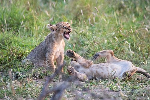 Verspielte Löwenjunge in der Wildnis Afrikas von Chi