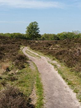 Zwischen den Dünen in Drenthe