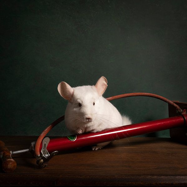 Cute chinchilla in a still life scene with bicycle accessories by Leoniek van der Vliet