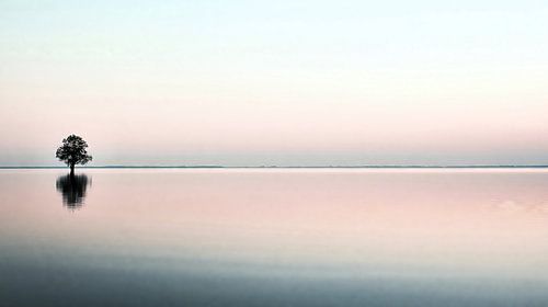 Eenzame boom weerspiegeld in het meer