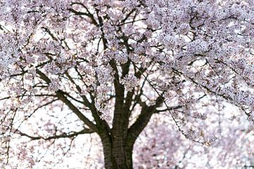 Cerisier japonais (blanc)