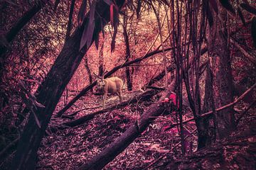 Another antler in the red forest by Elianne van Turennout