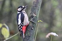 Grote bonte specht