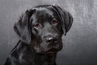 Black Pup