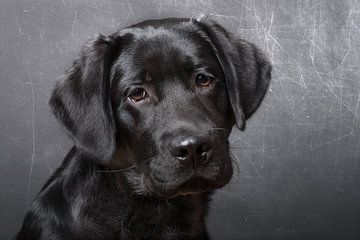 Black Pup von Karen Havenaar