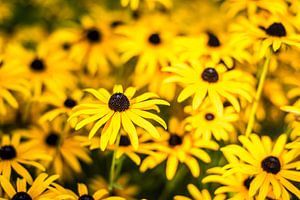 Blüte Sonnenhut