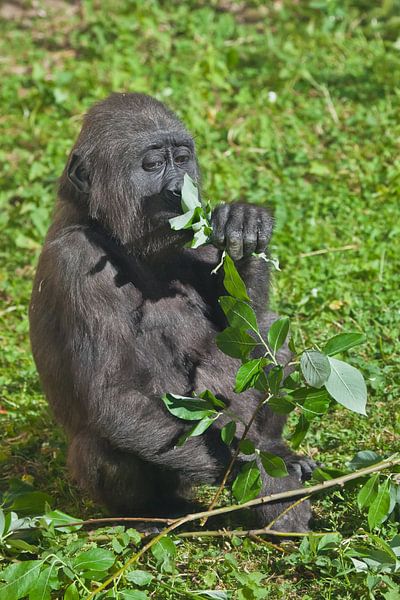 Ein süßer, sich berührender junger Gorilla-Teenager sitzt auf dem Gras und frisst Blätter, ein junge von Michael Semenov
